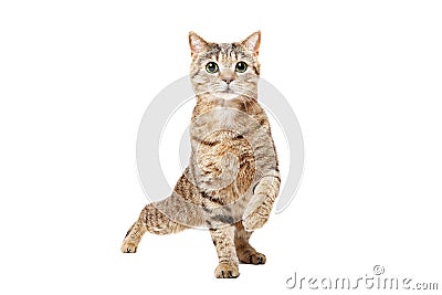 Funny cat Scottish Straight dancing Stock Photo