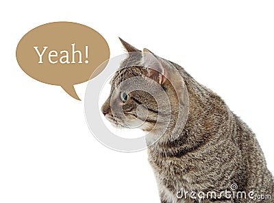 Funny cat with speech bubble and word YEAH Stock Photo