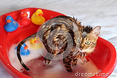 Funny cat taking a bath Stock Photo