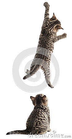 Funny cats hanging and sitting isolated on white Stock Photo