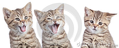 Funny cats with opposite emotions. Two happy and one unhappy or sad kittens isolated on white Stock Photo