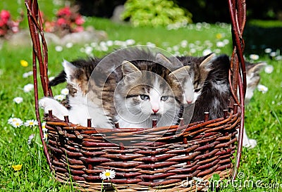 Funny cats in wicker basket Stock Photo