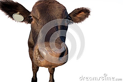 Funny Cattle Closeup Stock Photo