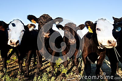 Funny Cattle Group Portrait Stock Photo