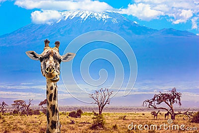 Funny chewing giraffe Stock Photo