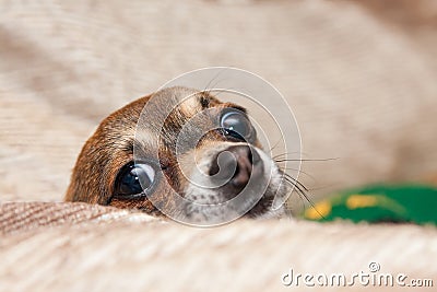 Funny Chihuahua Stock Photo