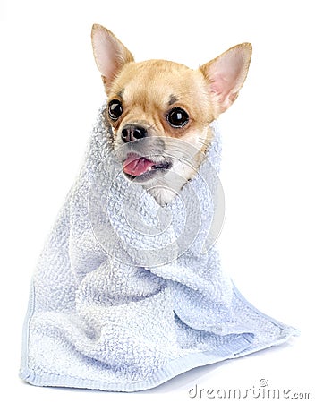 Funny chihuahua with blue towel isolated Stock Photo