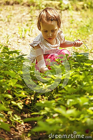 Kids pick fresh fruit on organic strawberry farm. Agriculture, Stock Photo