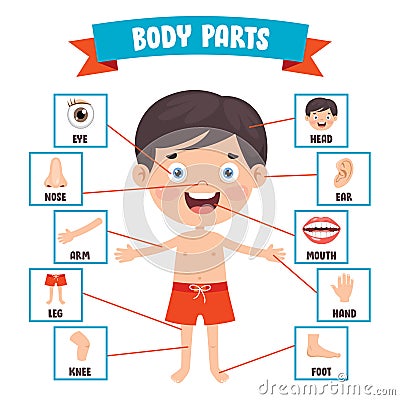 Funny Child Showing Human Body Parts Vector Illustration