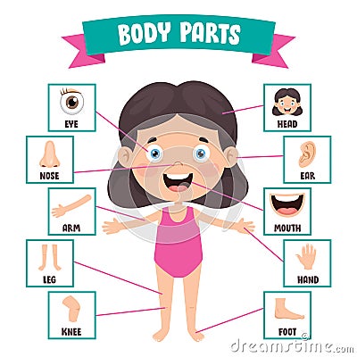 Funny Child Showing Human Body Parts Vector Illustration