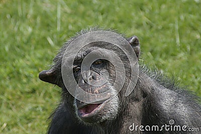 chimpanzee photos funny chimpanzee photos funny