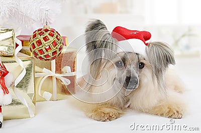 Funny Chinese Crested dog Stock Photo