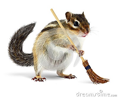 Funny chipmunk holding broom Stock Photo