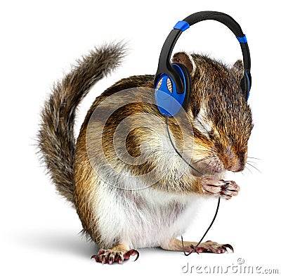 Funny chipmunk listening to music on headphones Stock Photo