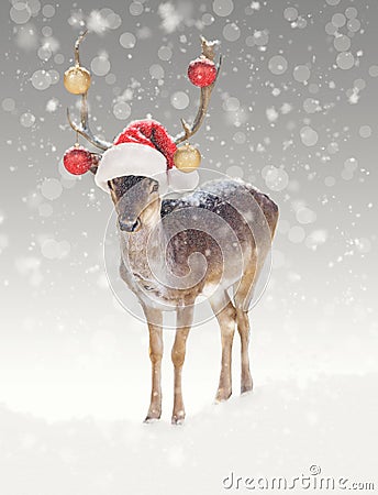 Christmas Reindeer in Snow With Santa Hat Stock Photo