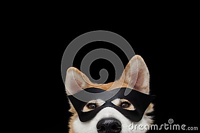 Funny close-up akita dog celebrating new year, halloween or carnivai dressed as a black hero. Isolated on black background Stock Photo