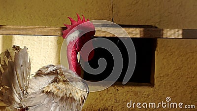 Funny Cock Stock Footage & Videos - 160 Stock Videos Funny Cock Stock Footage & Videos - 160 Stock Videos