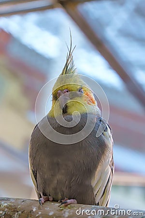 Funny Cockatiel parrot sleeping on the timber, vertical Stock Photo