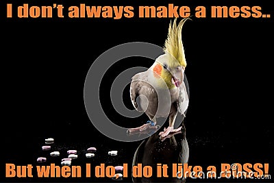 Funny Cockatiel Quote, cute parrot meme, eating small hearts, parrot eating heart shaped food Stock Photo