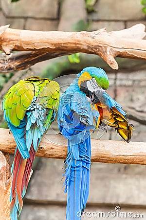 Funny colored large macaws pair Parrots Ara Stock Photo