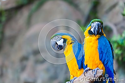 Funny colored large macaws pair Parrots Ara Stock Photo