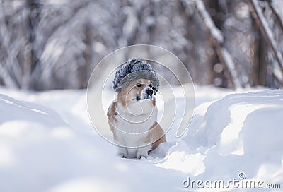 corgi dog sitting in a winter cold park in the snow in a warm fur hat with earflaps Stock Photo