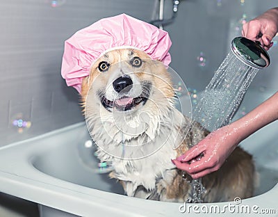 Corgi dog washes in the bathroom in a shower cap and smiles contentedly Stock Photo