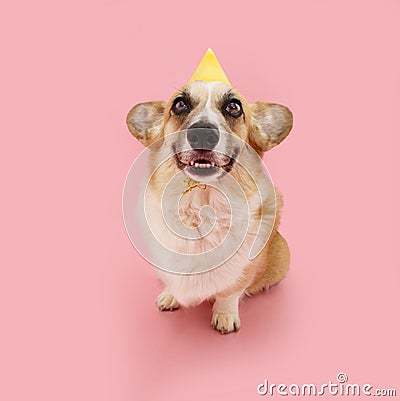 Funny corgi puppy dog celebrating birthday, carnival, anniversary wearing a yellow party hat. Isolated on pink pastel background Stock Photo