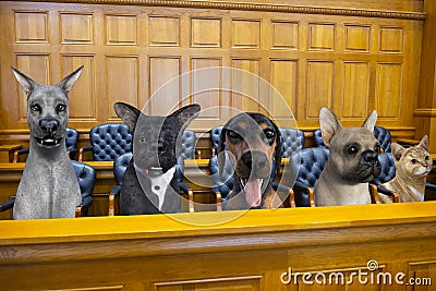 Funny Dog Cat Jury Courtroom Trial Stock Photo