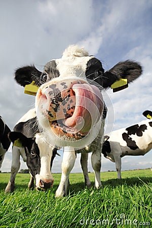 Funny cow Stock Photo