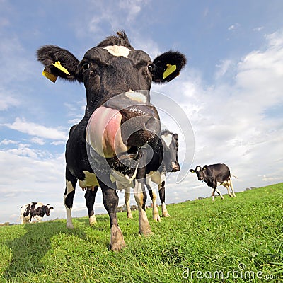 Funny cow Stock Photo