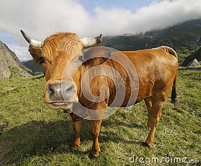 Funny cow Stock Photo