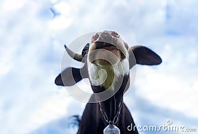 Funny cow on a sky looking to a camera. Fun cows head grazing at field. Curious dairy cow Stock Photo