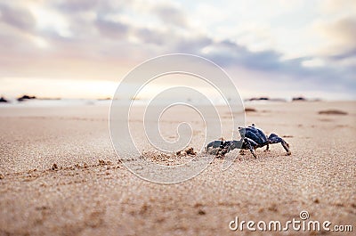 Funny Crab Arthropod looks on sunrise in the early morning time. Stock Photo