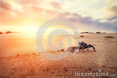 Funny Crab Arthropod looks on sunrise in the early morning time Stock Photo