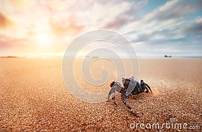 Funny Crab Arthropod looks on sunrise in the early morning time Stock Photo