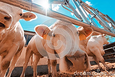 Funny curious cows on dairy cattle farm Stock Photo