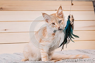 Funny Curious Red Ginger Maine Coon Cat Playing With Toy At Home Sofa. Coon Cat, Maine Cat, Maine Shag. Amazing Pets Pet Stock Photo