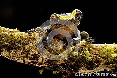 Funny curious tree frog dendropsophus manonegra a small treefrog Stock Photo