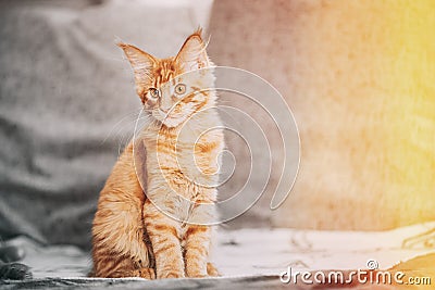 Funny Curious Young Red Ginger Maine Coon Kitten Cat Sitting At Home Sofa. Coon Cat, Maine Cat, Maine Shag. Amazing Pets Stock Photo