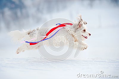 Funny curly dog running fast Stock Photo