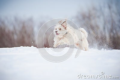 Funny curly dog running Stock Photo