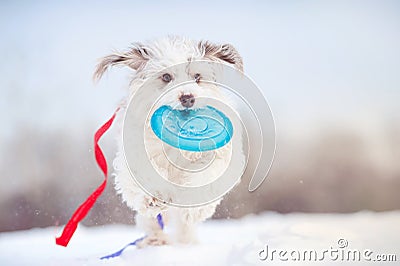 Funny curly dog running towards the camera Stock Photo