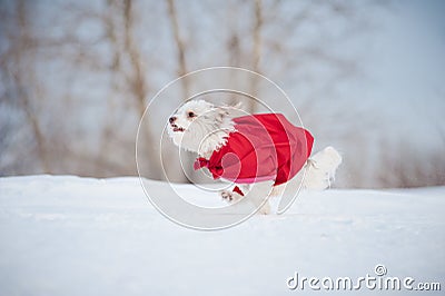 Funny curly super dog running Stock Photo