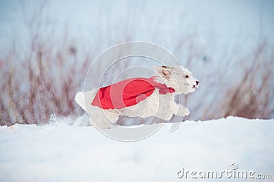 Funny curly super dog running Stock Photo