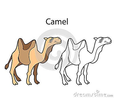 Funny cute animal camel isolated on white background. Linear, contour, black and white and colored version. Illustration can be Vector Illustration
