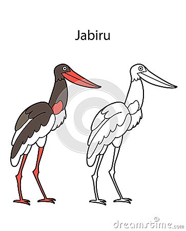 Funny cute animal jabiru isolated on white background. Linear, contour, black and white and colored version. Illustration can be Vector Illustration