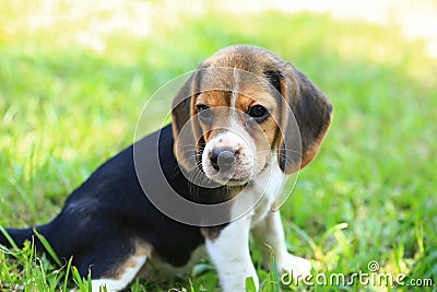Funny cute beagle dog in park Stock Photo