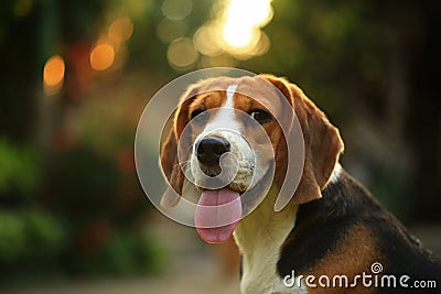 Funny cute beagle dog in park Stock Photo