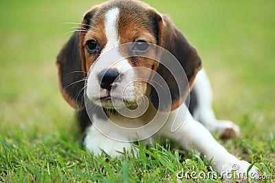 Funny cute beagle dog in park Stock Photo